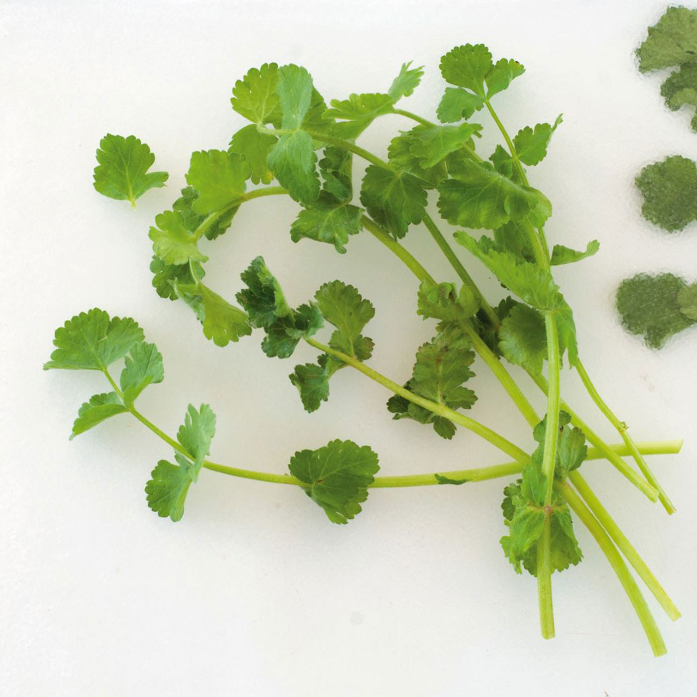 Καυκαλήθρες Μεγάρων